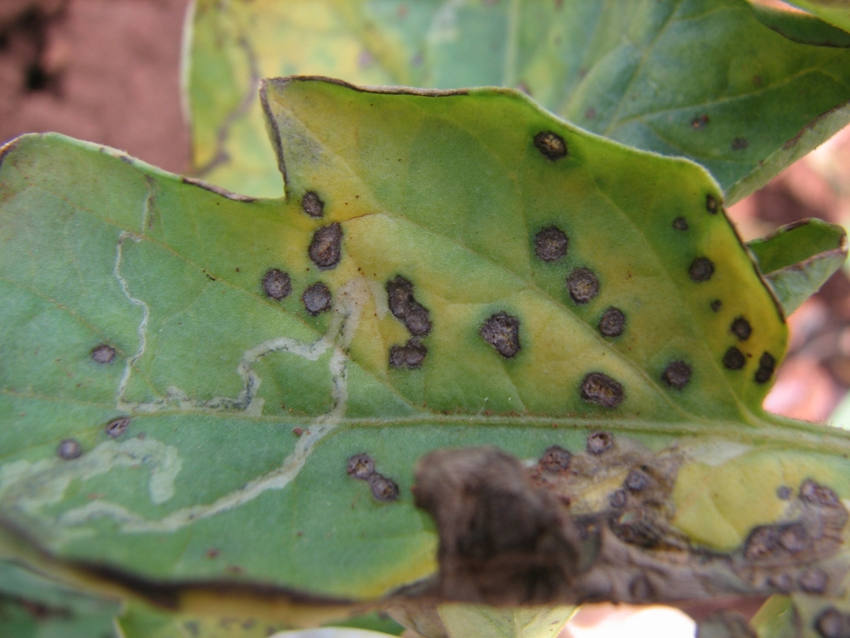 Septoria leaf spot